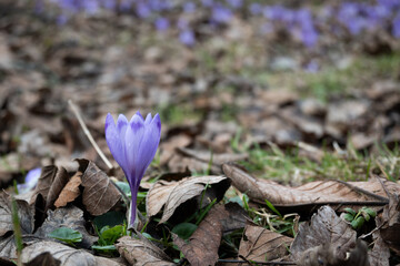 Krokus na polanie © Barbara