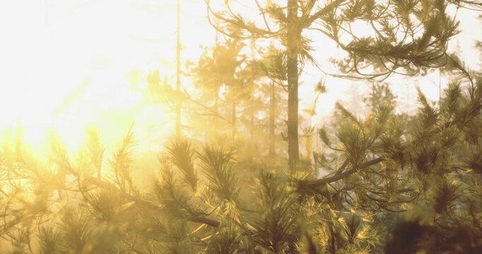 Warm sunlight pours through the branches of towering pine trees in a tranquil forest, creating a peaceful and golden atmosphere during early morning.
