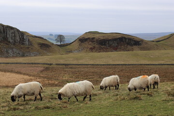 Fototapeta premium Sheep grazing with Hadrian’s Wall and Sycamore Gap in the background