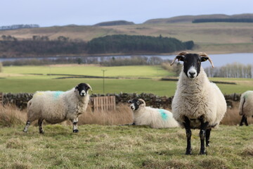Obraz premium Sheep grazing overlooking a lough in Northumberland