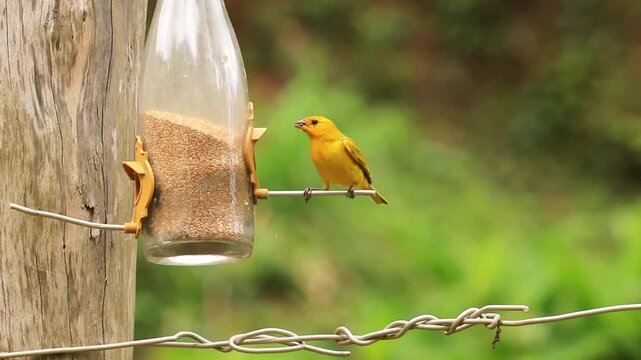 Can&aacute;rio comendo pain&ccedil;o na garrafa de vidro