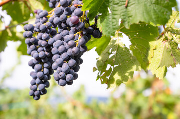 Naklejka premium Blue grapes, Pinot Noir wine growing on vine, vineyard in Trier, Moselle Valley, Germany, landscape and agriculture at Mosel river