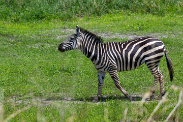 Zebra auf gr&uuml;ner Wiese im Tarangire Nationalpark in Tansania
