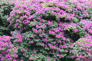Fototapeta premium Huge rhododendron bush covered in masses of purple flowers