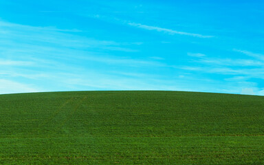 Fototapeta premium green field and blue sky