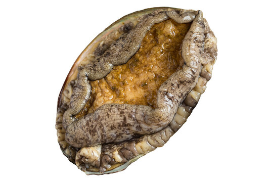 Fresh raw abalone isolated on transparent background (PNG), premium shellfish seafood known for its delicate texture and luxury culinary use. Ideal for gourmet cooking, seafood concepts.
