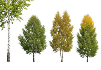 Fototapeta premium Collection of four different trees in various shades of green and yellow isolated on transparent background