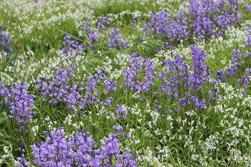 Naklejka premium Masses of wild bluebells and whitebells in a woodland