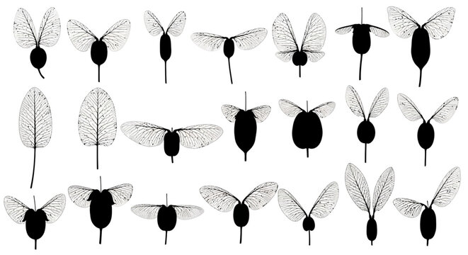 Black and white abstract insect wing and body shapes vector collection. Includes various symmetrical and asymmetrical bug silhouettes with detailed wing textures.