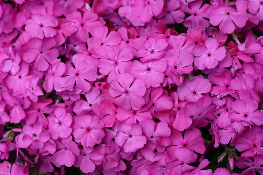 Creeping phlox or phlox subulata 'Drummond's Pink' flowers