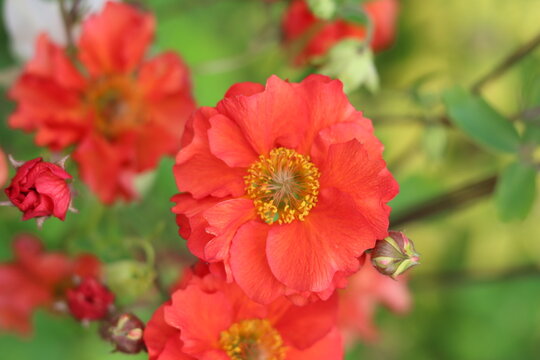 Close up of bright red geum flowers in a garden