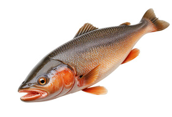 Obraz premium red fish on white background