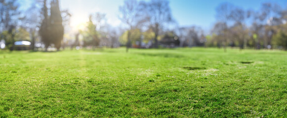 Sunny green park field with trees in backgroun, panorama