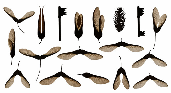 Collection of 16 natural seed pods and two black silhouette keys, including maple samaras, pine cones, and other winged seeds, isolated on a white background