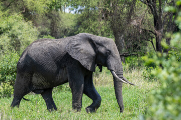 Afrikanischer Elefant im Tarangire Nationalpark in Tansania