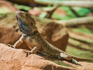 Portrait of a bearded dragon