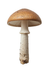 mushrooms isolated on white