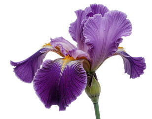 iris isolated on white background