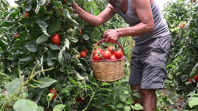 A farmer using pruning shears to pick fresh red tomatoes from the vine and fill a basket inside a greenhouse. Agricultural harvest, organic production, and sustainable gardening concept.