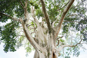 Fototapeta premium Giant 700-Year-Old Kayu Putih Ancient Tree in Bayan, Bali