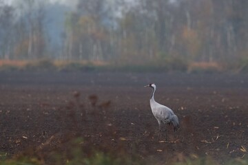 Obraz premium Kranich, Grus Grus, Grey Crane
