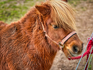 Red Haired Pony in Sunny UK Farm Pasture, Rural Countryside Scene