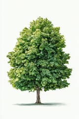 Lush green linden tree isolated on white background in a photorealistic digital illustration
