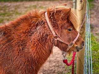 Red Haired Pony in Sunny UK Farm Pasture, Rural Countryside Scene