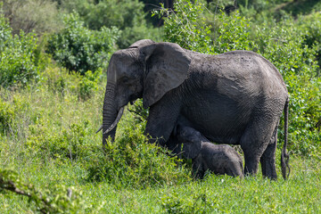 Elefanten Baby s&auml;ugt an seiner Elefanten Mutter in Afrika