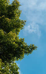 Obraz premium tree in the sky