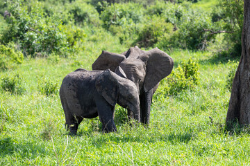 Zwei junge Afrikanische Elefanten im Tarangire Nationalpark