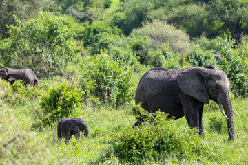 Afrikanischer Elefant mit Baby im hohen Gras des Tarangire Nationalparks