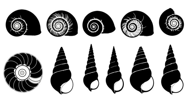 Collection of 11 different black and white spiral seashell and snail shell silhouettes. Includes various shapes of marine gastropod shells, some with detailed inner spirals. Created in a flat