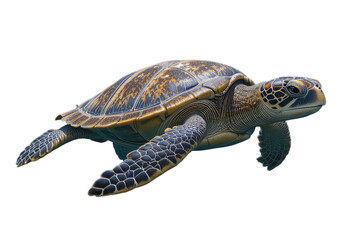 turtle on a white background