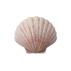 sea shell isolated on white