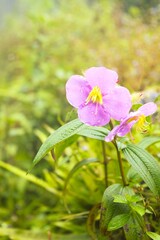Pink Melastoma Flower in the Himalayas, Nepal
Annapurna Trek Flora