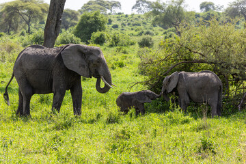 Afrikanischer Elefant mit zwei Jungtieren im Tarangire Nationalpark in Tansania