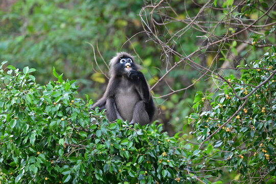 a child of dusky leaf monkey eating nuts with single-minded focus