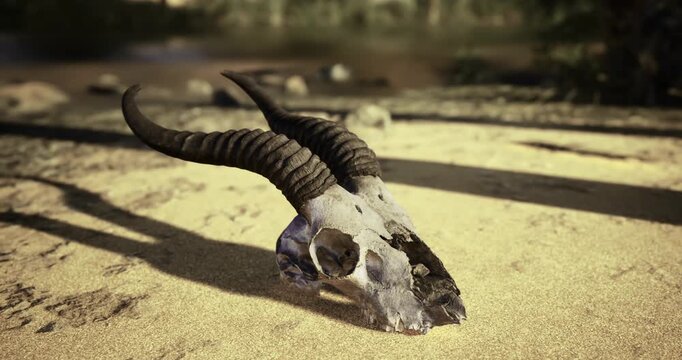 A weathered animal skull with long, curled horns is situated on a sandy surface. Sunlight casts shadows around, highlighting the intricate textures of the bone.