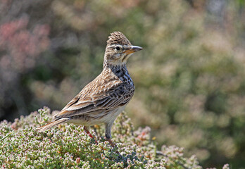 A large billed lark perched on a shrub