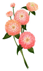 Modern Peach Zinnia Flower Illustration