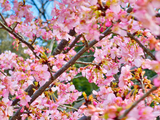 Obraz premium 2月に咲く河津桜