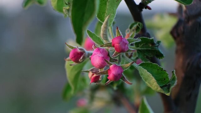 Pink blooming apple tree flowers swaying in the wind on a blurred background, close-up side view. Blossoming orchard. Pollination problem. Fruit garden treatment concept. Beauty in nature. 4k footage.