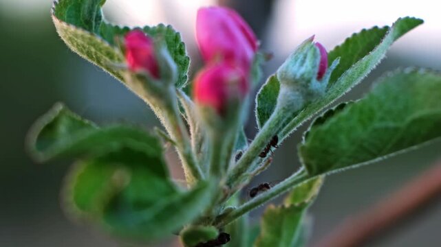 Pink blooming apple tree flowers swaying in the wind on a blurred background, close-up side view. Blossoming orchard. Pollination problem. Fruit garden treatment concept. Beauty in nature. 4k footage.