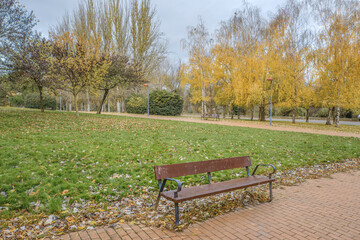 Fototapeta premium Empty Wooden Bench under Yellow Birch Trees in Autumn Park, Logrono