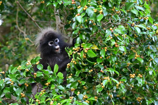 a lovely dusky leaf monkey child eating yellow fruits of a tree