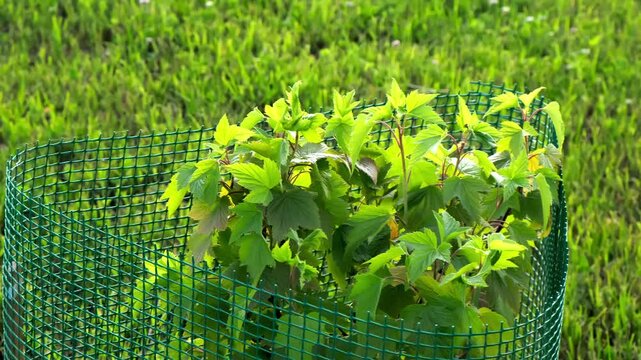 Blackcurrant bush on green grass background. The shrub with bright green leaves protected with plastic mesh fence from rodent pests and mechanical damage. Protection of plants diseases. Spider mite.