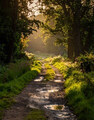 Obraz premium Sunlit dirt path winds through trees, puddles glisten, creating a vibrant outdoor scene