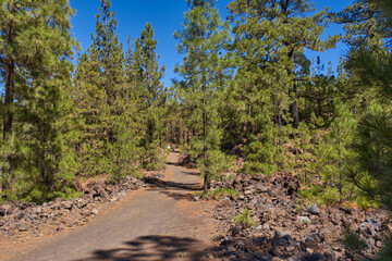 Fototapeta premium Chinyero volcano trail through Corona Forestal pine forest