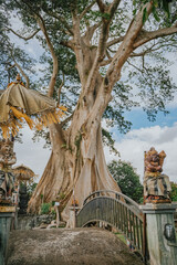 Obraz premium Giant 700-Year-Old Kayu Putih Ancient Tree in Bayan, Bali